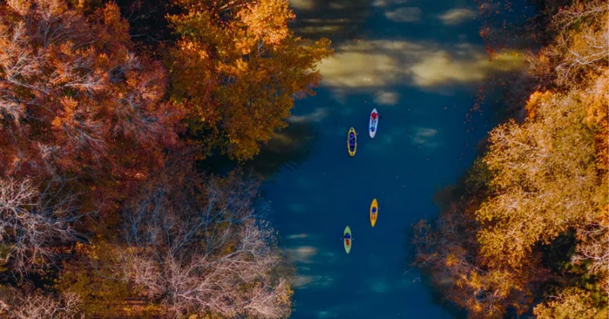 Four Kayakers Paddling Down A River Under Fall Leaves