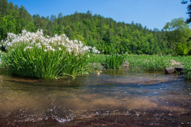 Flowers Blooming Along A Shoreline