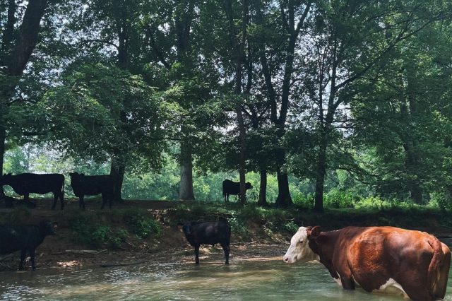 Cattle Standing In A Body Of Water