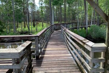 Boardwalk traversing a swamp
