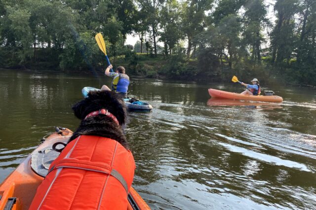 Dog Watching Kayakers