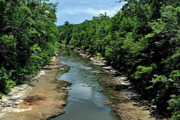 A Narrow River In A Forest