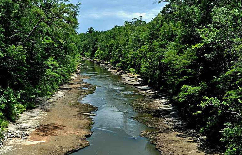 a narrow river in a forest