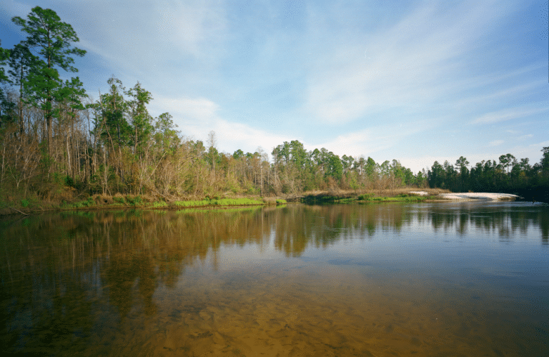 a body of water surrounded by trees